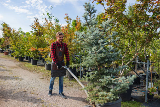 The Steps Involved in Our Tree Care Process in Mount Oliver, PA